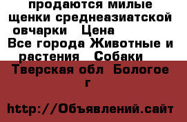 продаются милые щенки среднеазиатской овчарки › Цена ­ 30 000 - Все города Животные и растения » Собаки   . Тверская обл.,Бологое г.